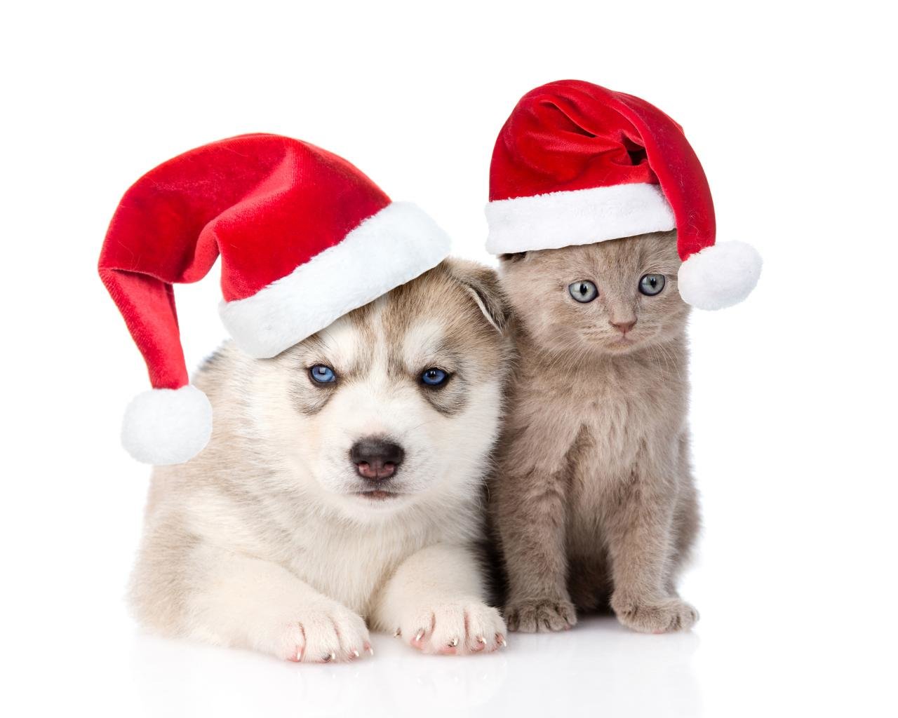 Free download Cat and Dog wallpaper ID:125360 hd 1280x1024 for desktop
