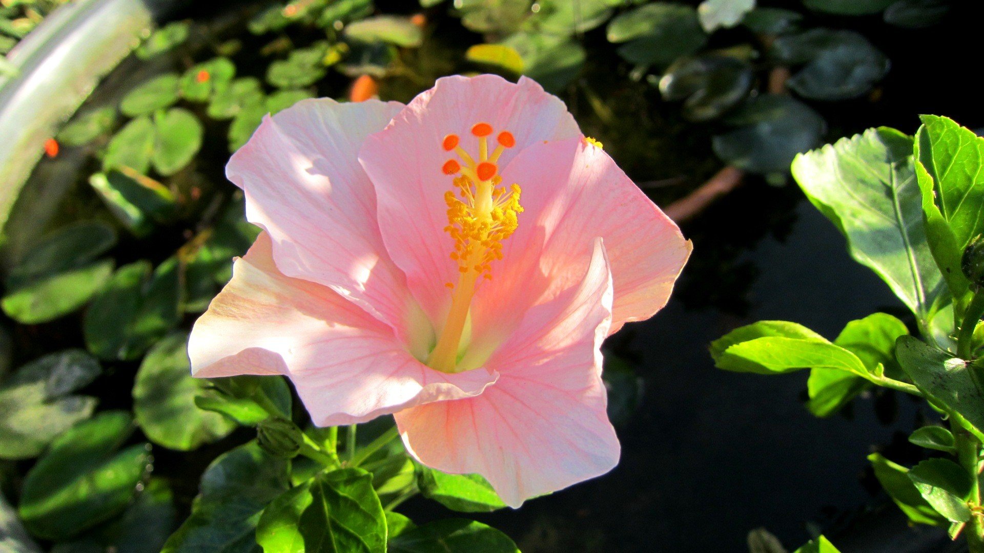 Download full hd 1080p Hibiscus PC wallpaper ID:24467 for free