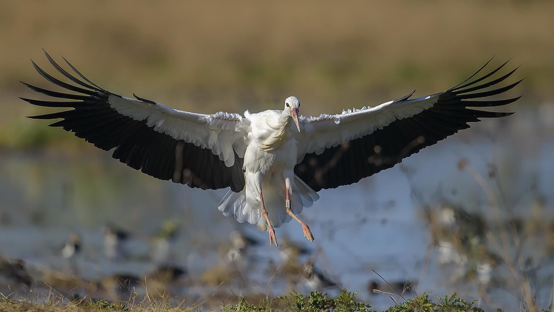 High resolution White Stork full hd 1080p background ID:9601 for PC
