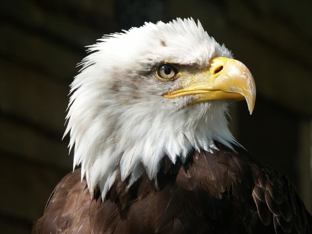 Awesome American Bald Eagle free wallpaper ID:68746 for hd 1024x768 PC