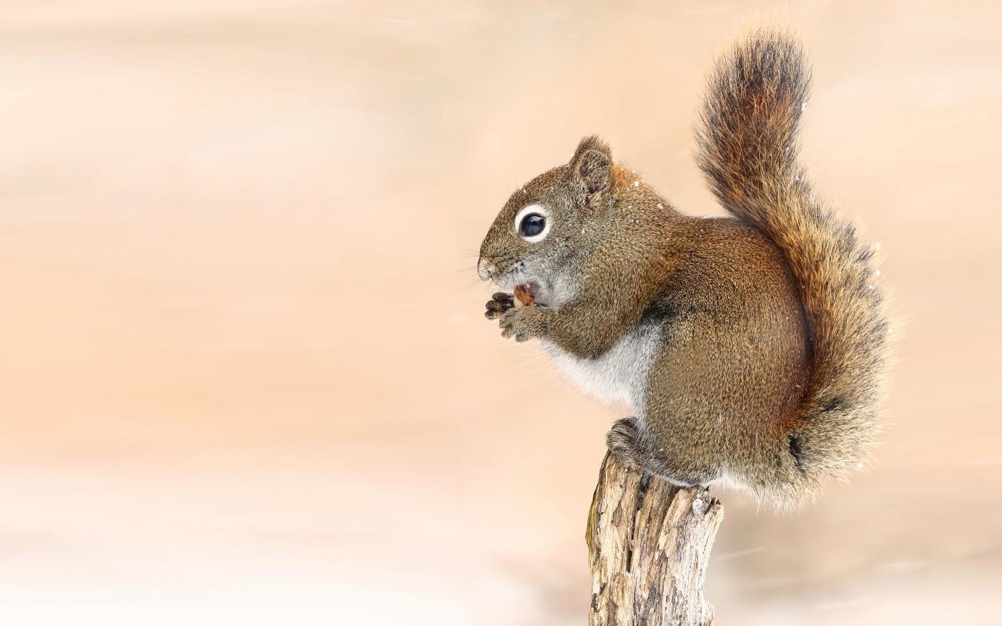 High resolution Squirrel hd 1440x900 background ID:311648 for PC