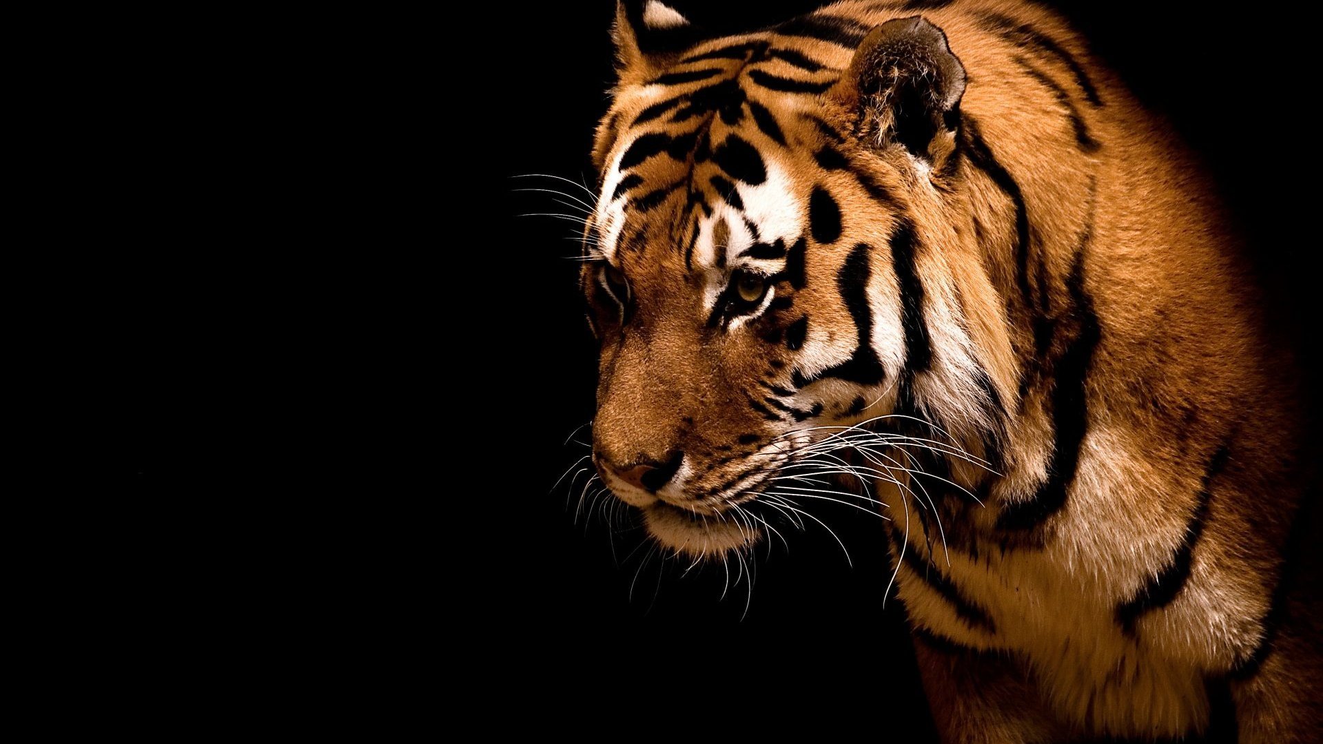High resolution Tiger hd 1080p wallpaper ID:115616 for desktop