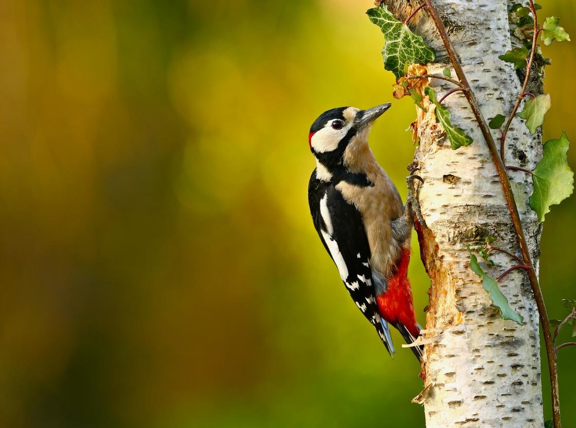 Download hd 1120x832 Woodpecker PC background ID:135390 for free