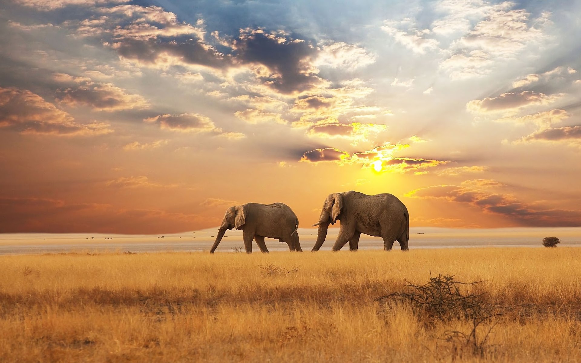 High resolution Elephant hd 1920x1200 background ID:132797 for PC