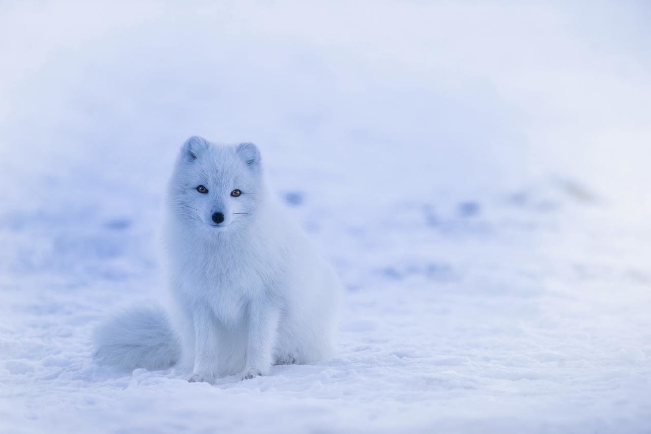 Free Arctic Fox high quality background ID:98764 for hd 1280x854 computer