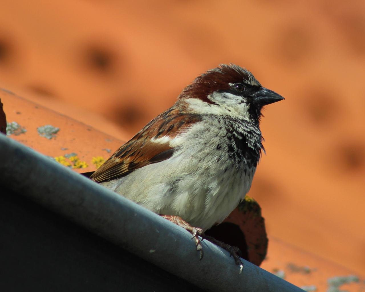 Awesome Sparrow free background ID:110729 for hd 1280x1024 computer