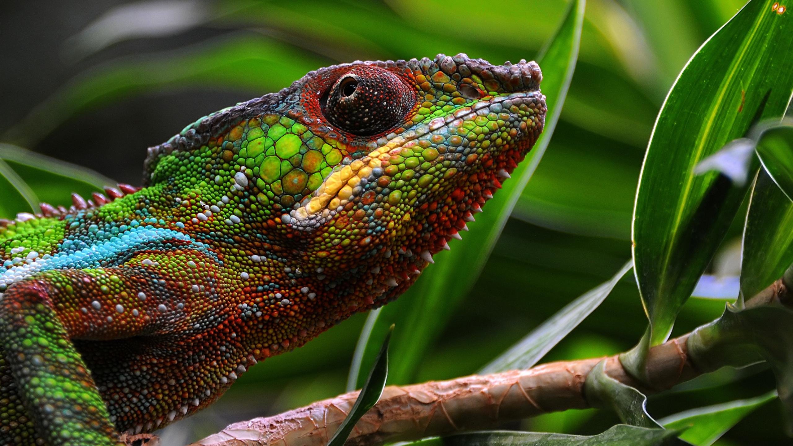 Awesome Chameleon free wallpaper ID:462543 for hd 2560x1440 desktop
