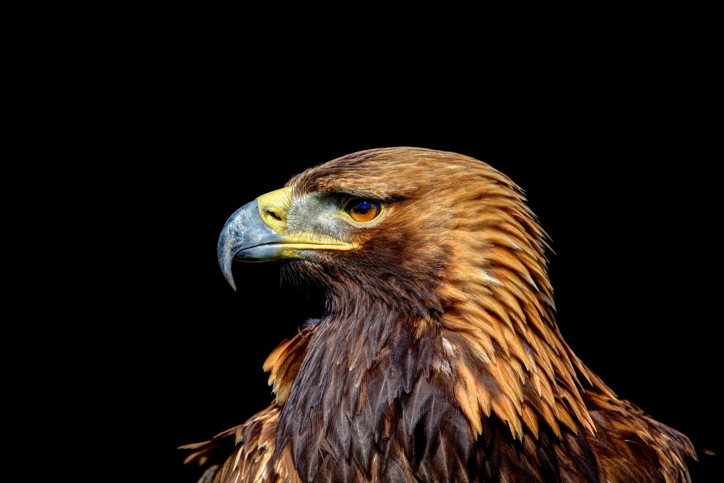 High resolution Golden Eagle hd 1440x960 wallpaper ID:299809 for PC
