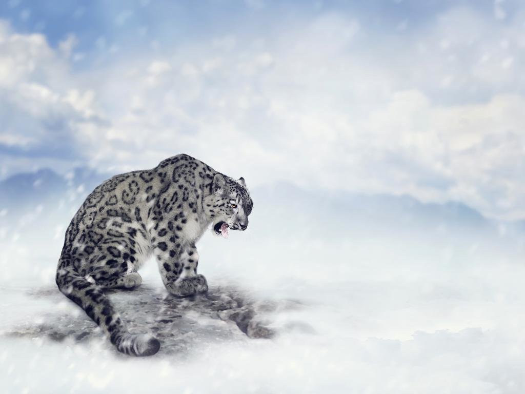 Free download Snow Leopard wallpaper ID:34449 hd 1024x768 for desktop
