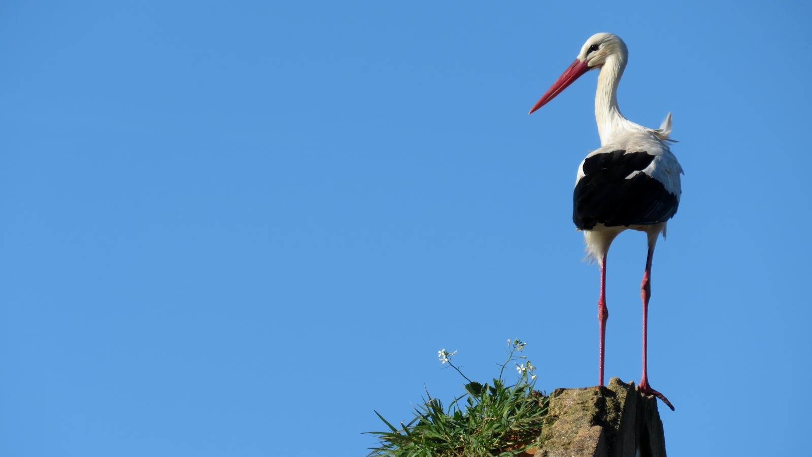 Download hd 1600x900 White Stork computer wallpaper ID:9629 for free