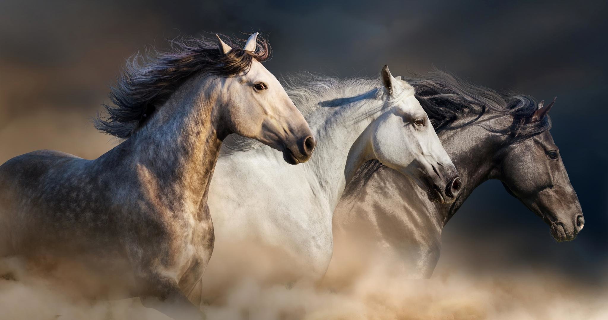 High resolution Horse hd 2048x1080 wallpaper ID:23654 for computer