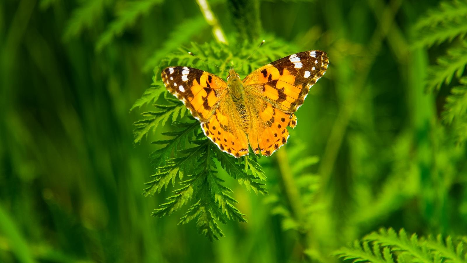 Free Butterfly high quality wallpaper ID:168134 for hd 1600x900 computer
