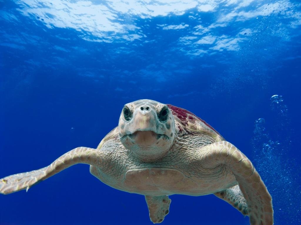 Awesome Turtle free wallpaper ID:29881 for hd 1024x768 PC