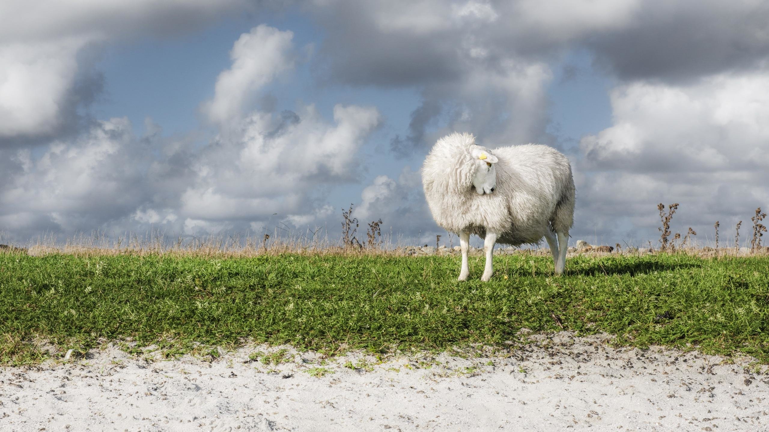 Awesome Sheep free background ID:273650 for hd 2560x1440 PC