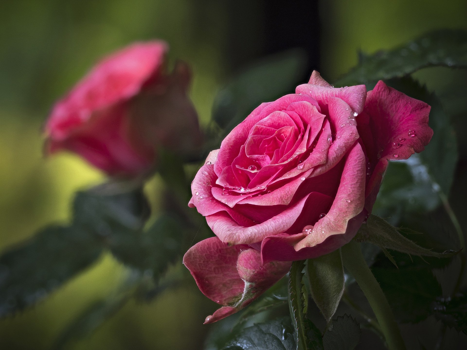 Free Rose high quality background ID:472301 for hd 1920x1440 PC