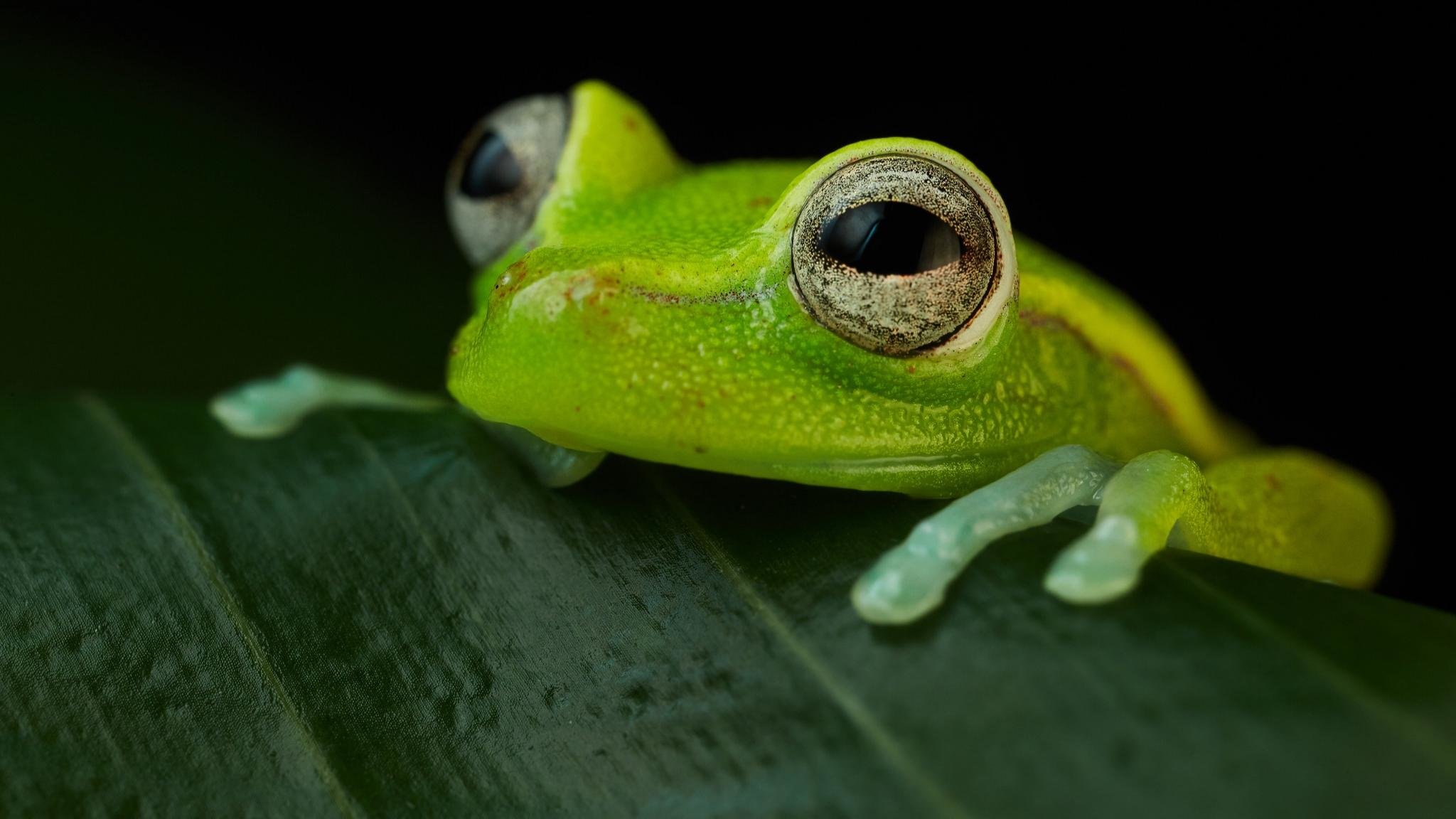 Awesome Frog free background ID:328834 for hd 2048x1152 computer