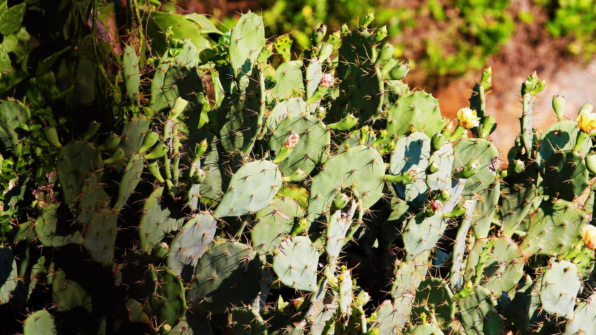 Awesome Cactus free background ID:408596 for hd 2048x1152 computer