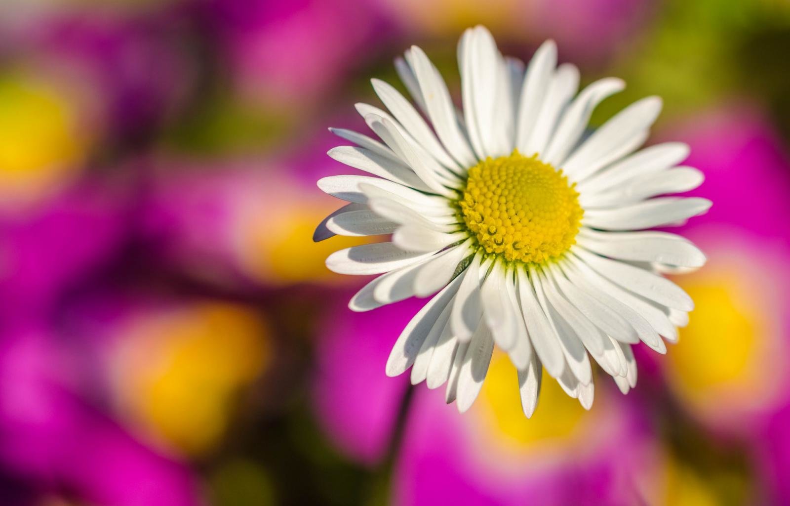Free Daisy high quality background ID:363220 for hd 1600x1024 PC