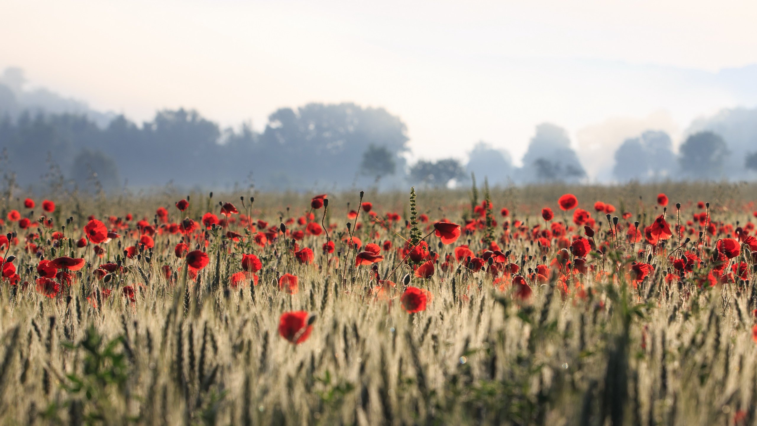 Download hd 2560x1440 Poppy computer background ID:99946 for free
