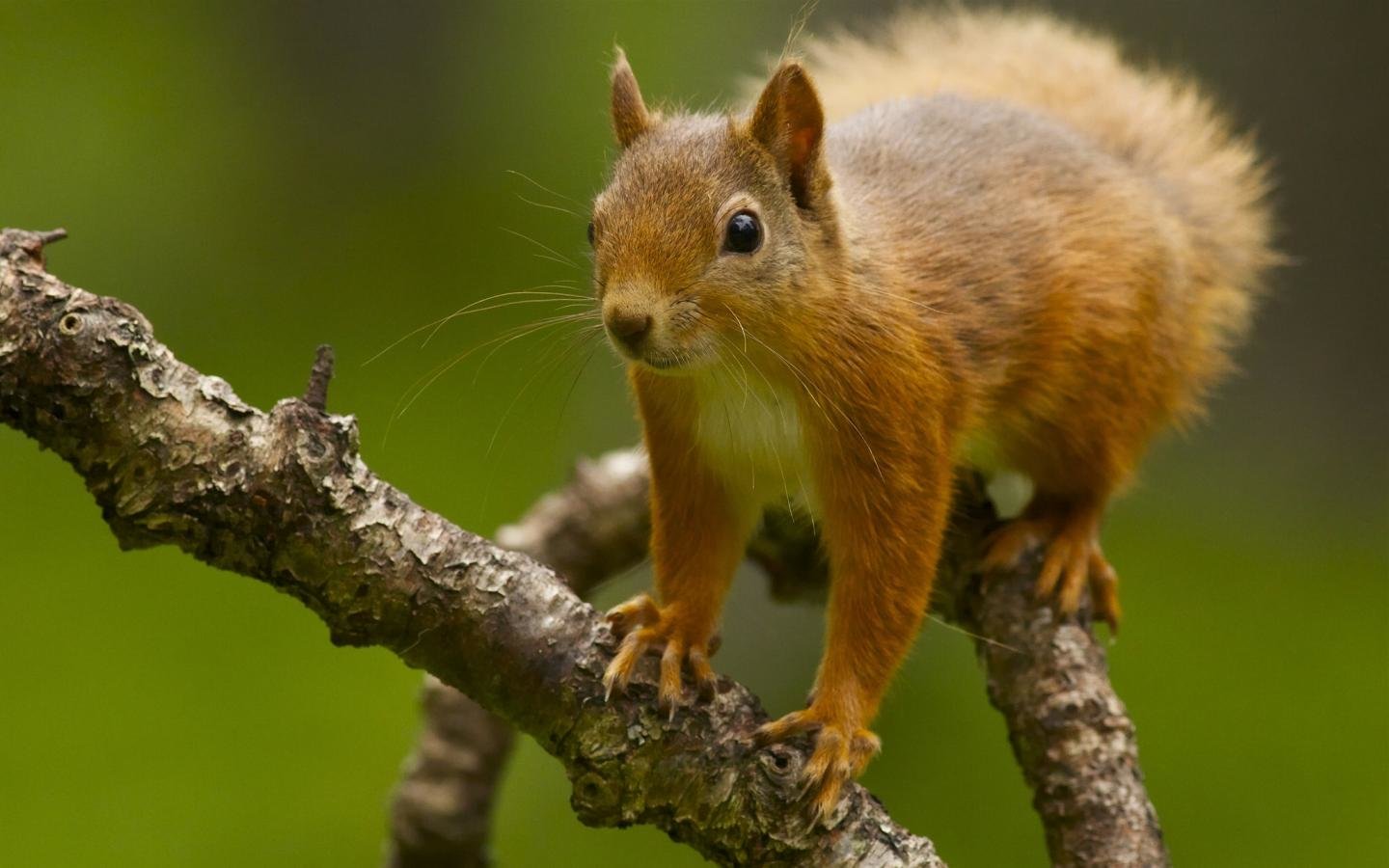 Download hd 1440x900 Squirrel PC wallpaper ID:311795 for free