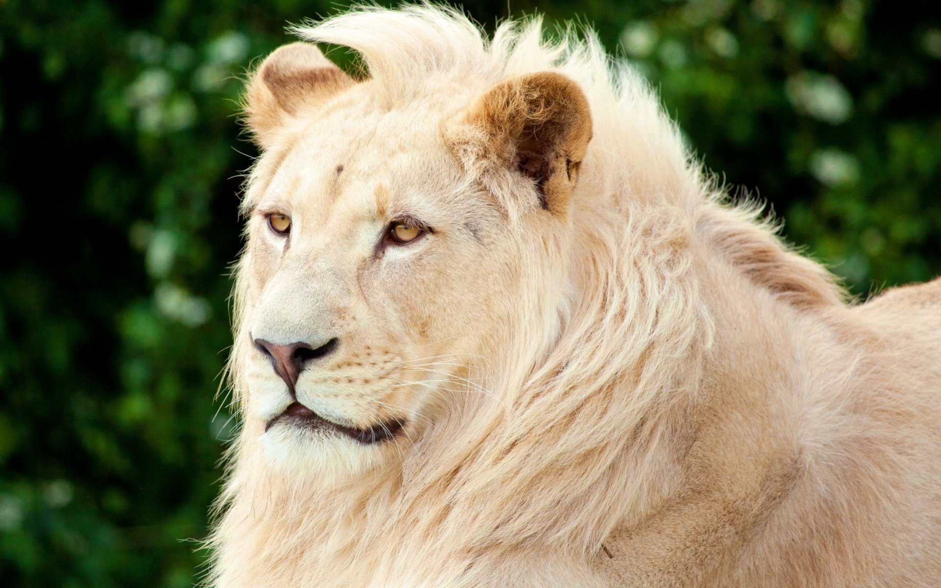 Free download White Lion wallpaper ID:237726 hd 1920x1200 for PC