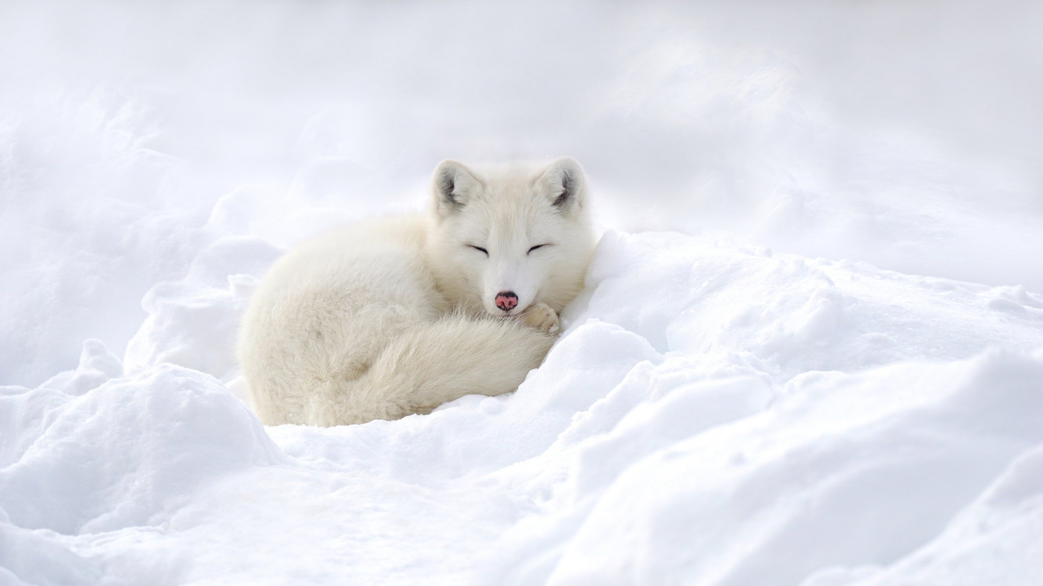 High resolution Arctic Fox hd 2048x1152 background ID:98763 for computer