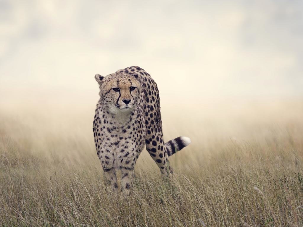 Awesome Cheetah free wallpaper ID:161845 for hd 1024x768 computer