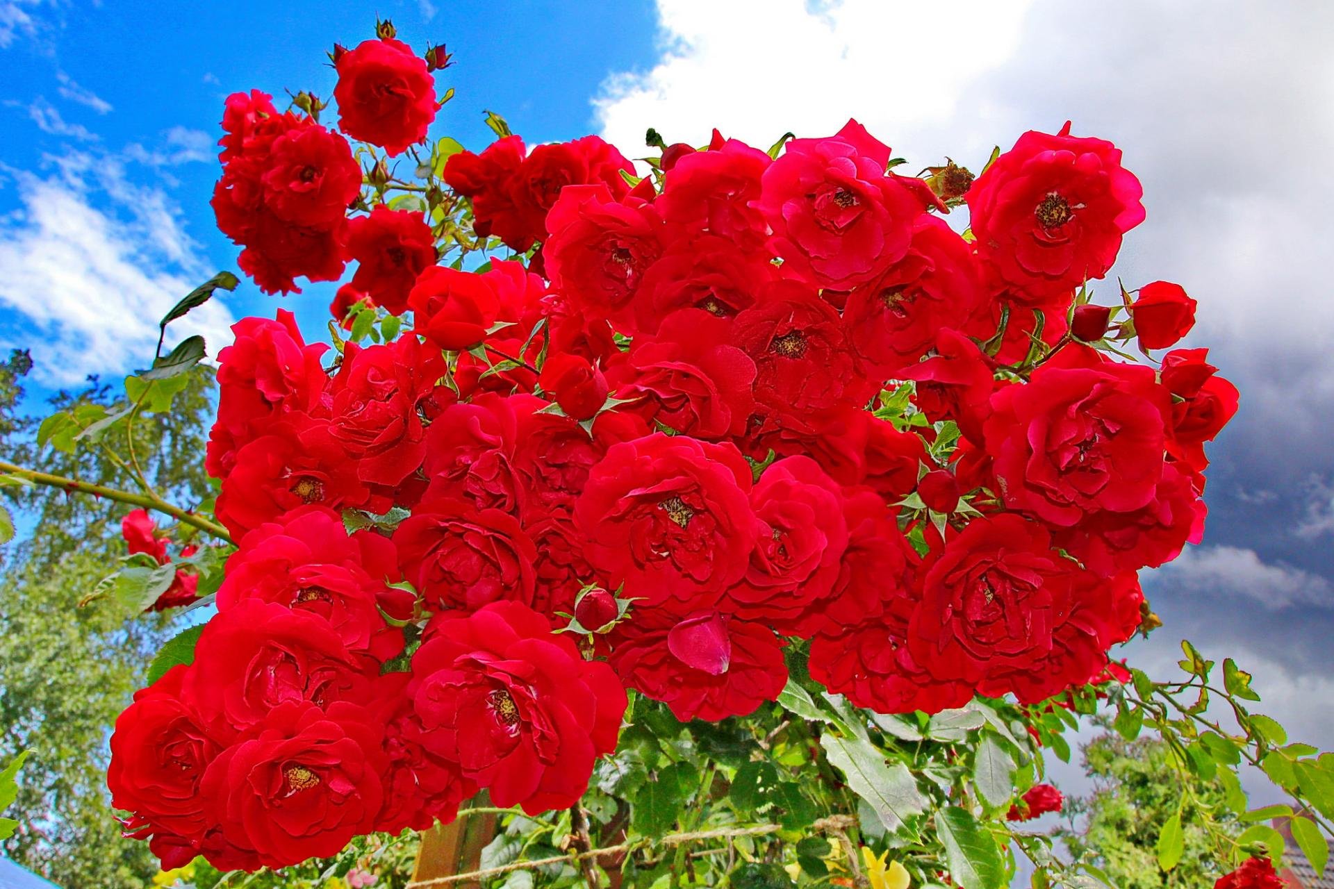 Awesome Rose Bush free background ID:125588 for hd 1920x1280 PC