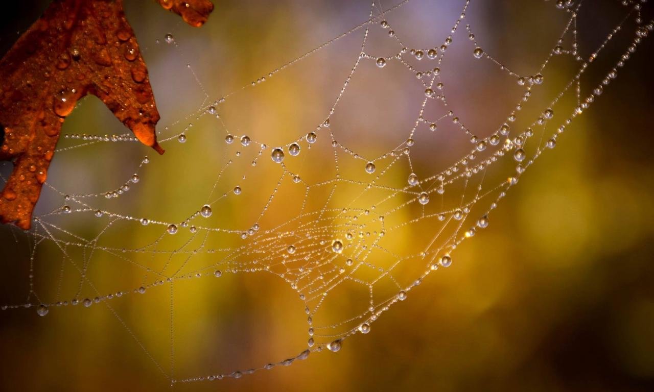 Awesome Spider Web free background ID:184776 for hd 1280x768 desktop