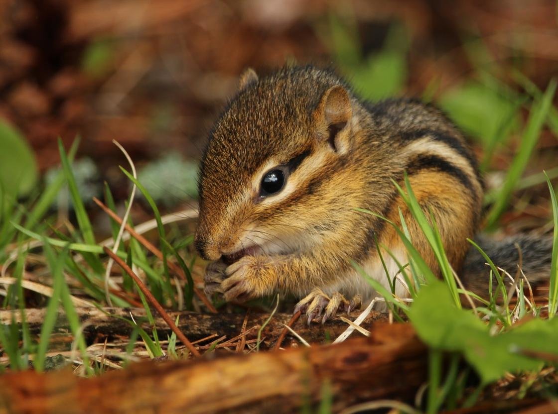 Awesome Chipmunk free background ID:323091 for hd 1120x832 computer