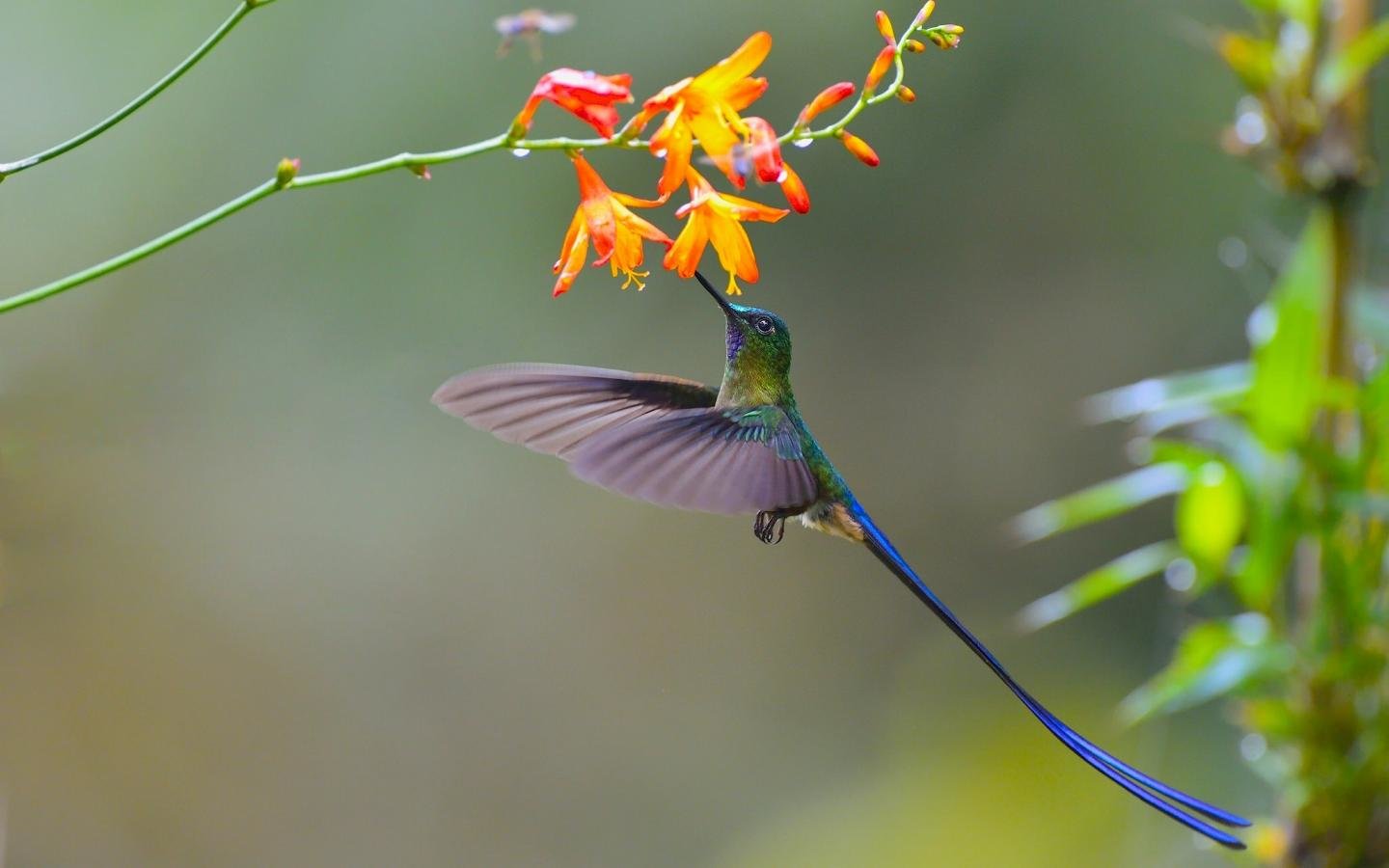 Download hd 1440x900 Hummingbird computer background ID:215794 for free