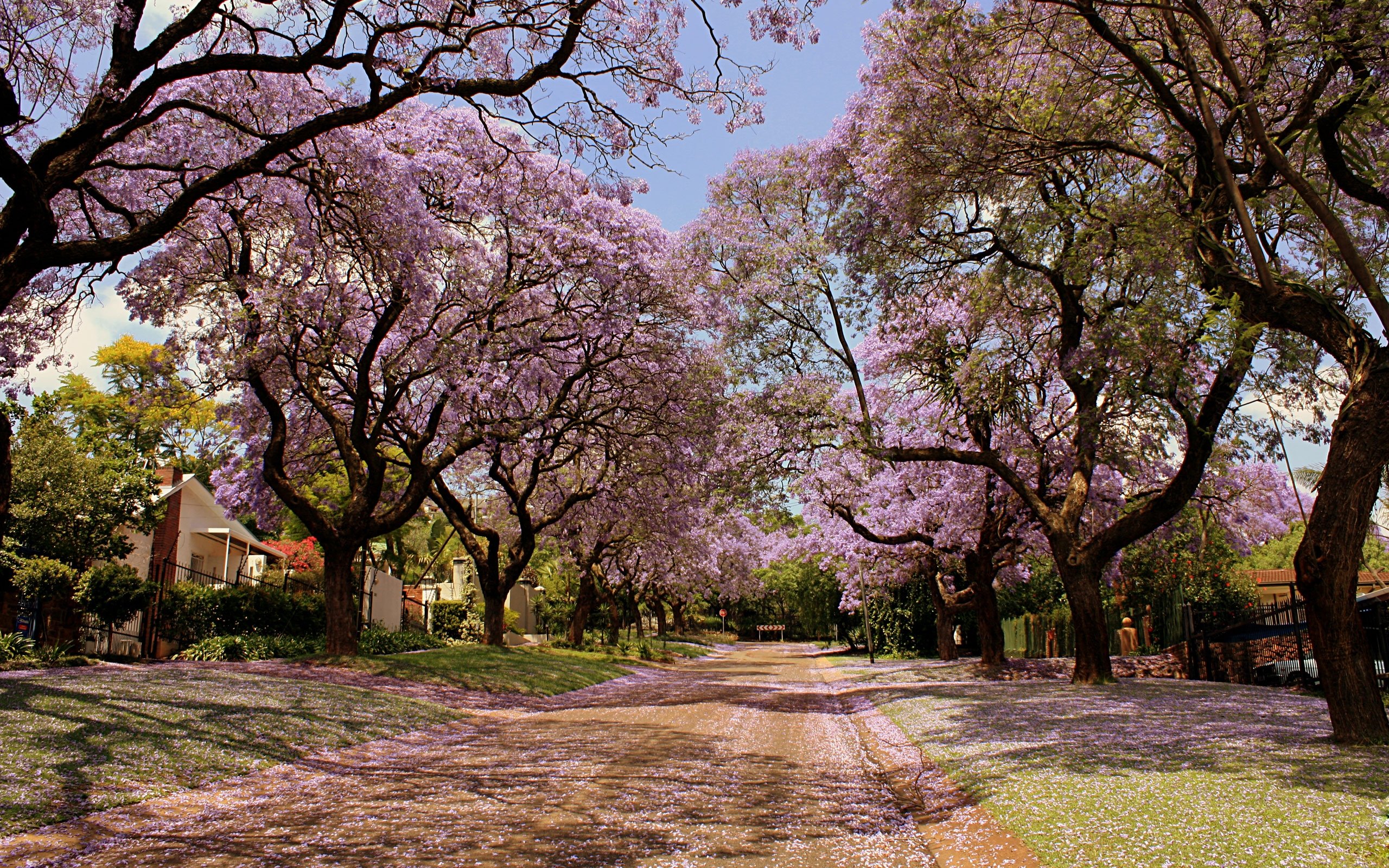 High resolution Sakura tree (Cherry Blossom) hd 2560x1600 background ID:492568 for PC