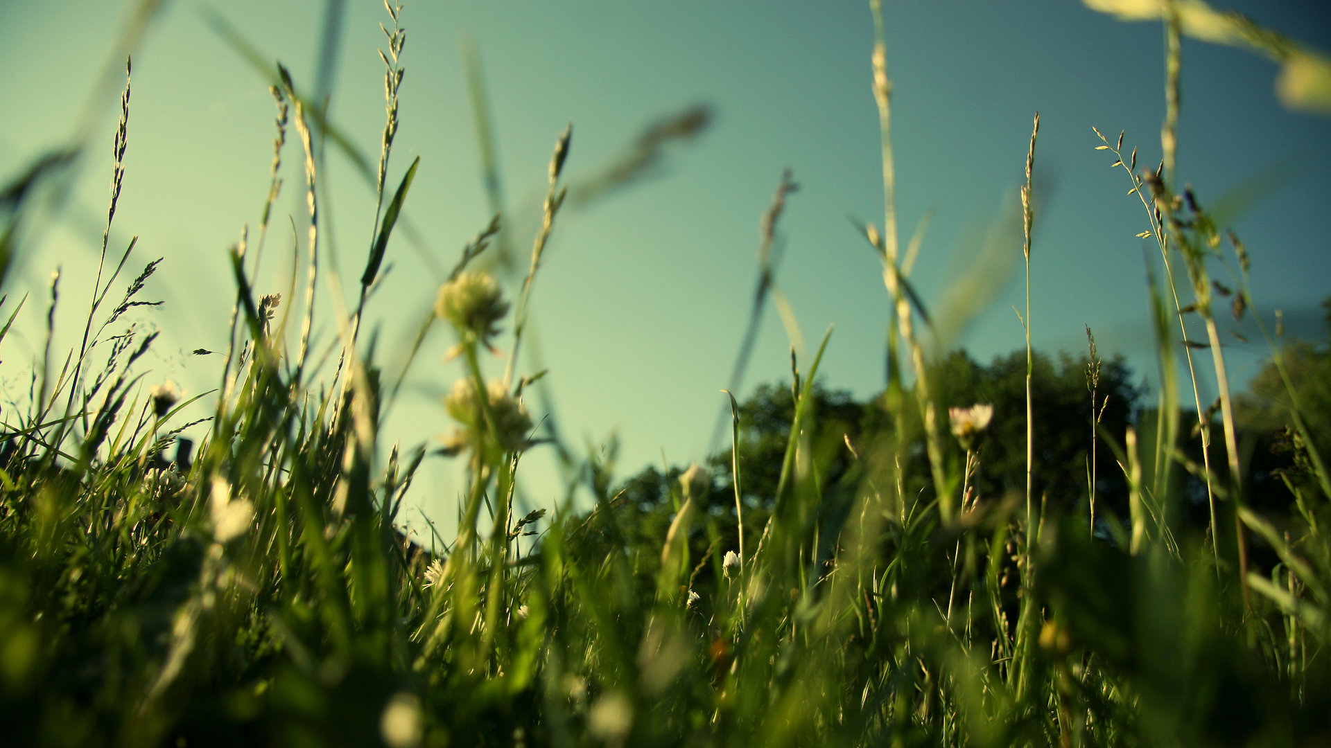 Awesome Grass free wallpaper ID:378013 for hd 1920x1080 PC