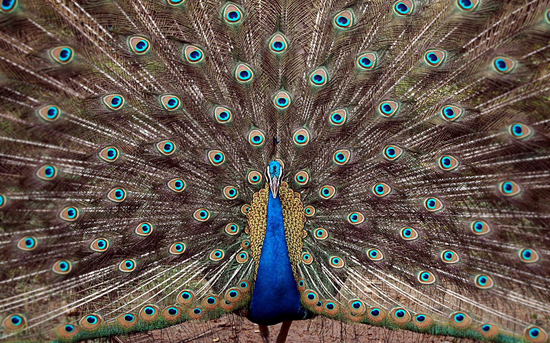 Best Peacock wallpaper ID:151733 for High Resolution hd 1920x1200 PC