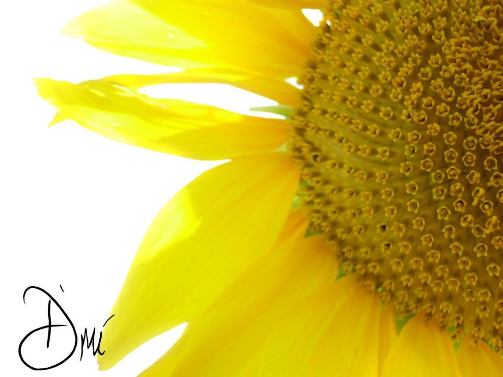 Best Sunflower wallpaper ID:226583 for High Resolution hd 1024x768 desktop