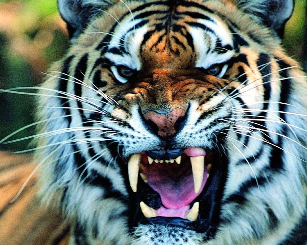 Awesome Tiger free wallpaper ID:115589 for hd 1280x1024 computer