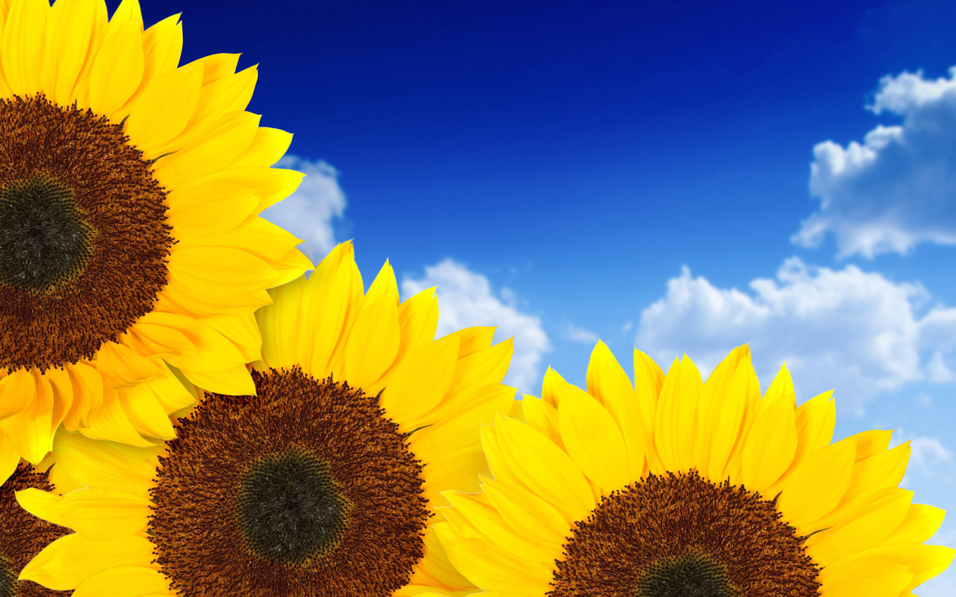 Download hd 1920x1200 Sunflower desktop wallpaper ID:226329 for free