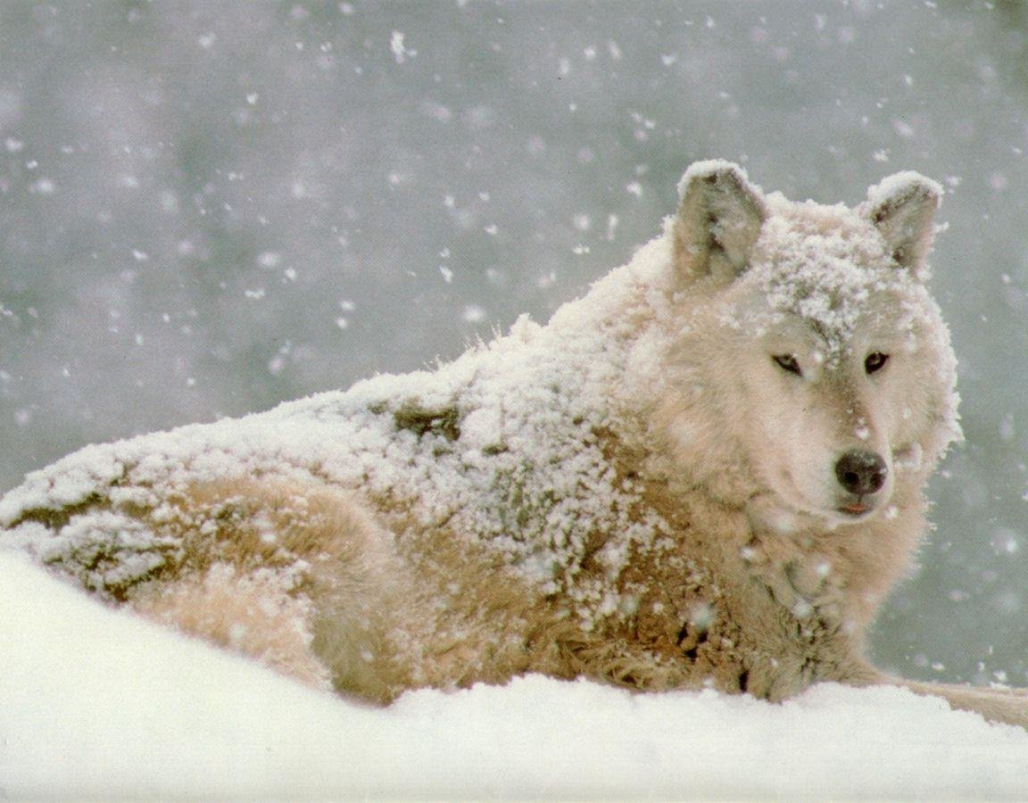 Best Wolf background ID:117606 for High Resolution hd 1152x900 computer