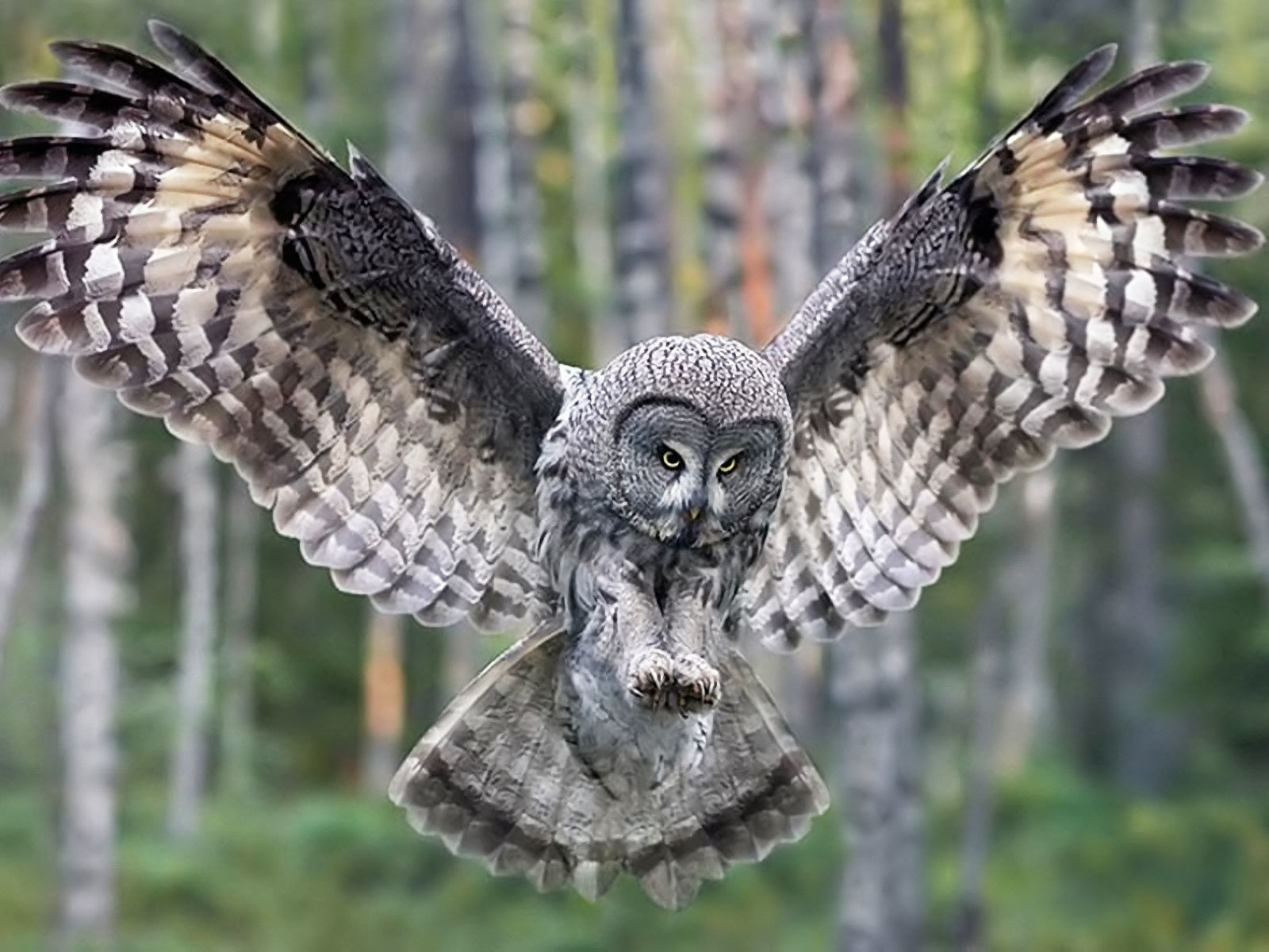 Free download Great Grey Owl wallpaper ID:235108 hd 1600x1200 for computer