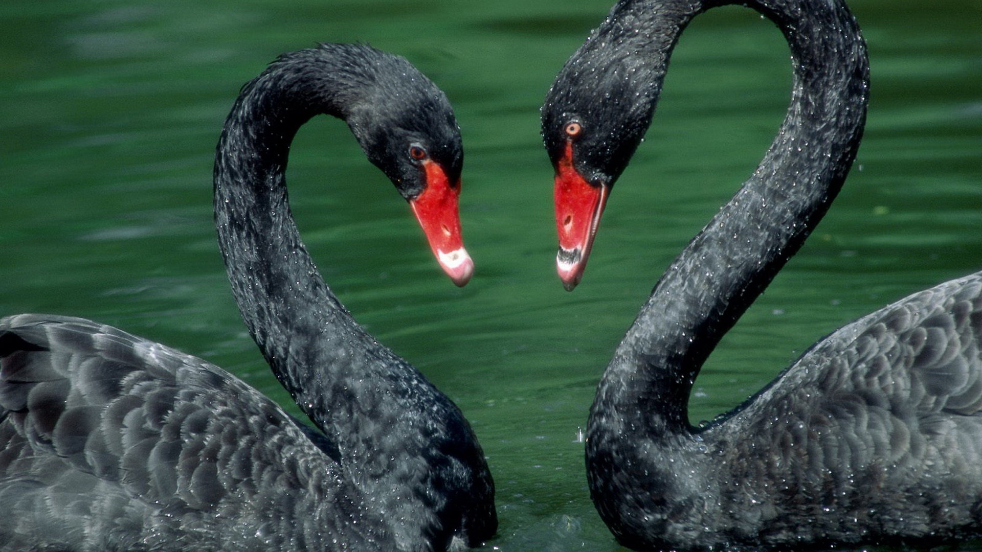 Awesome Black Swan free wallpaper ID:378427 for full hd 1080p computer