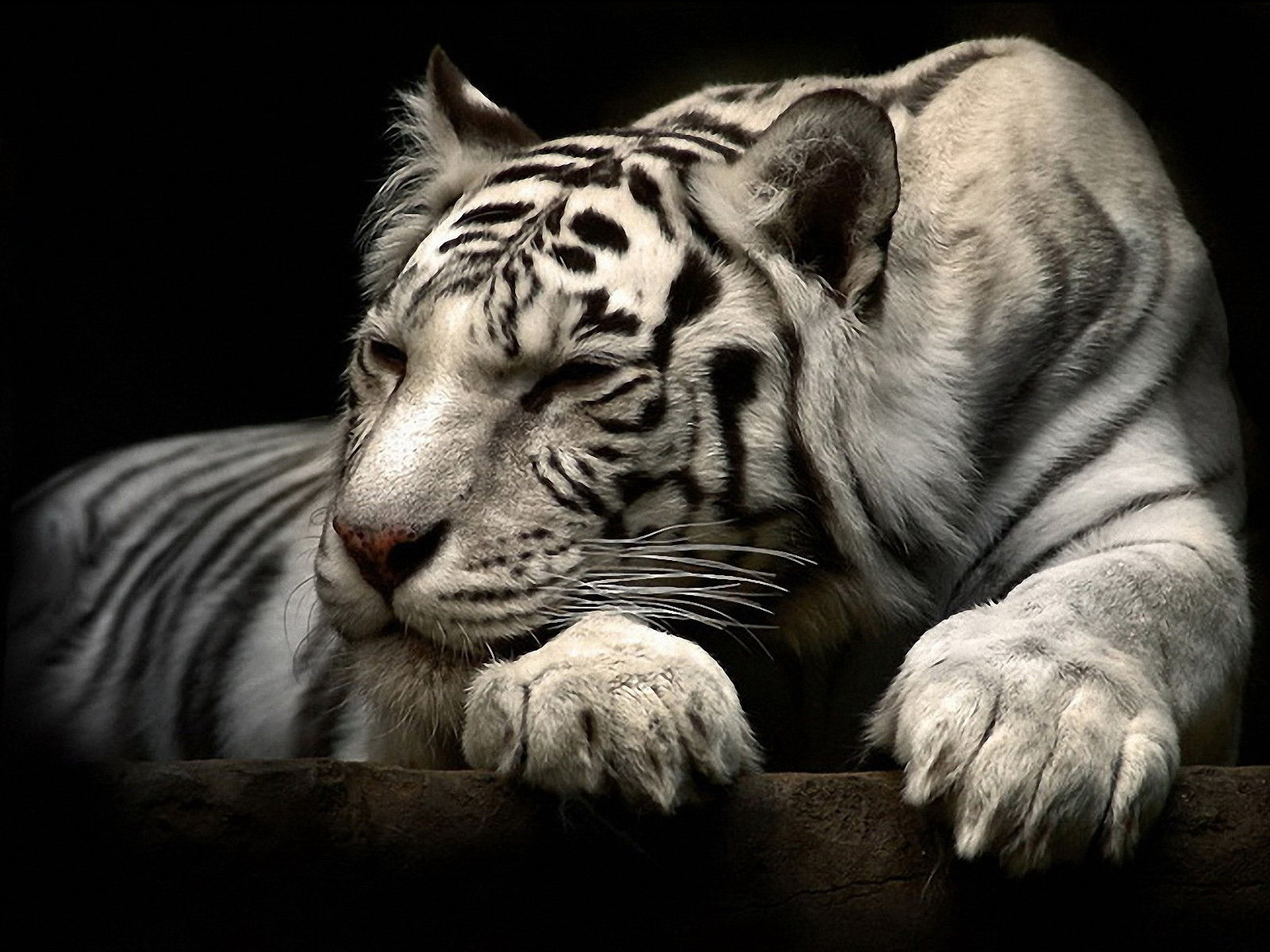 Download hd 1600x1200 White Tiger PC wallpaper ID:174833 for free