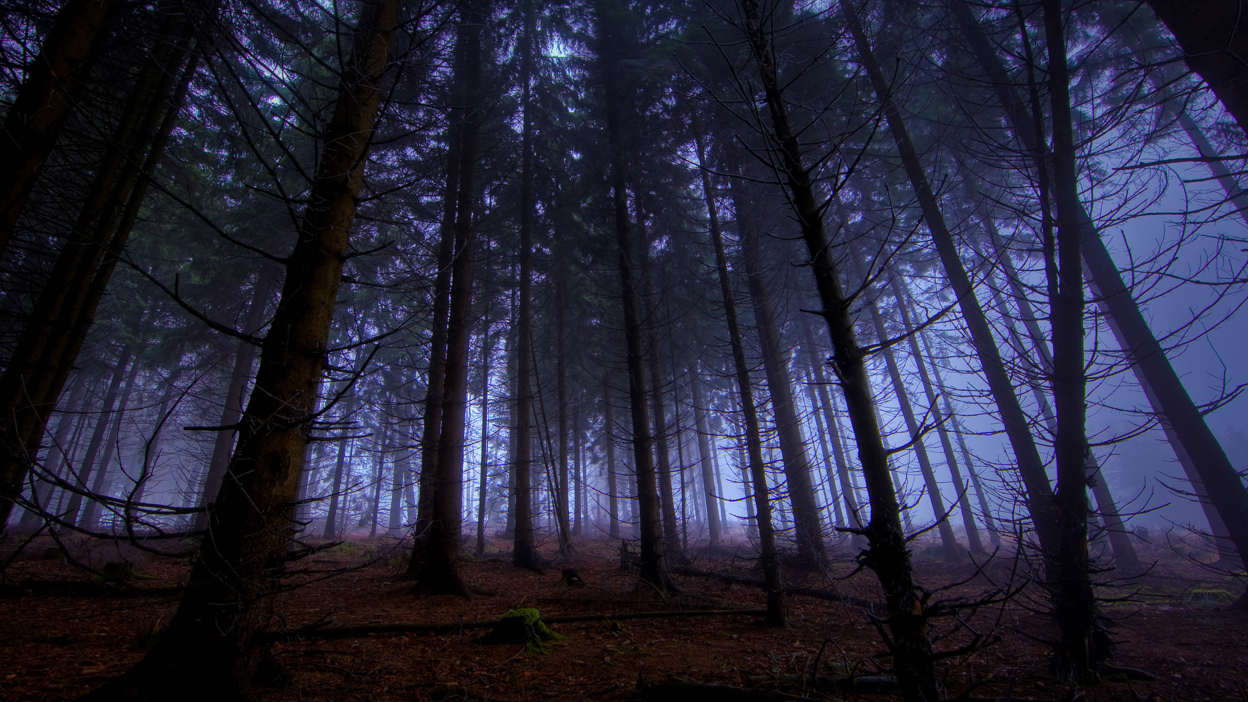 Free Forest high quality background ID:473844 for hd 2560x1440 desktop