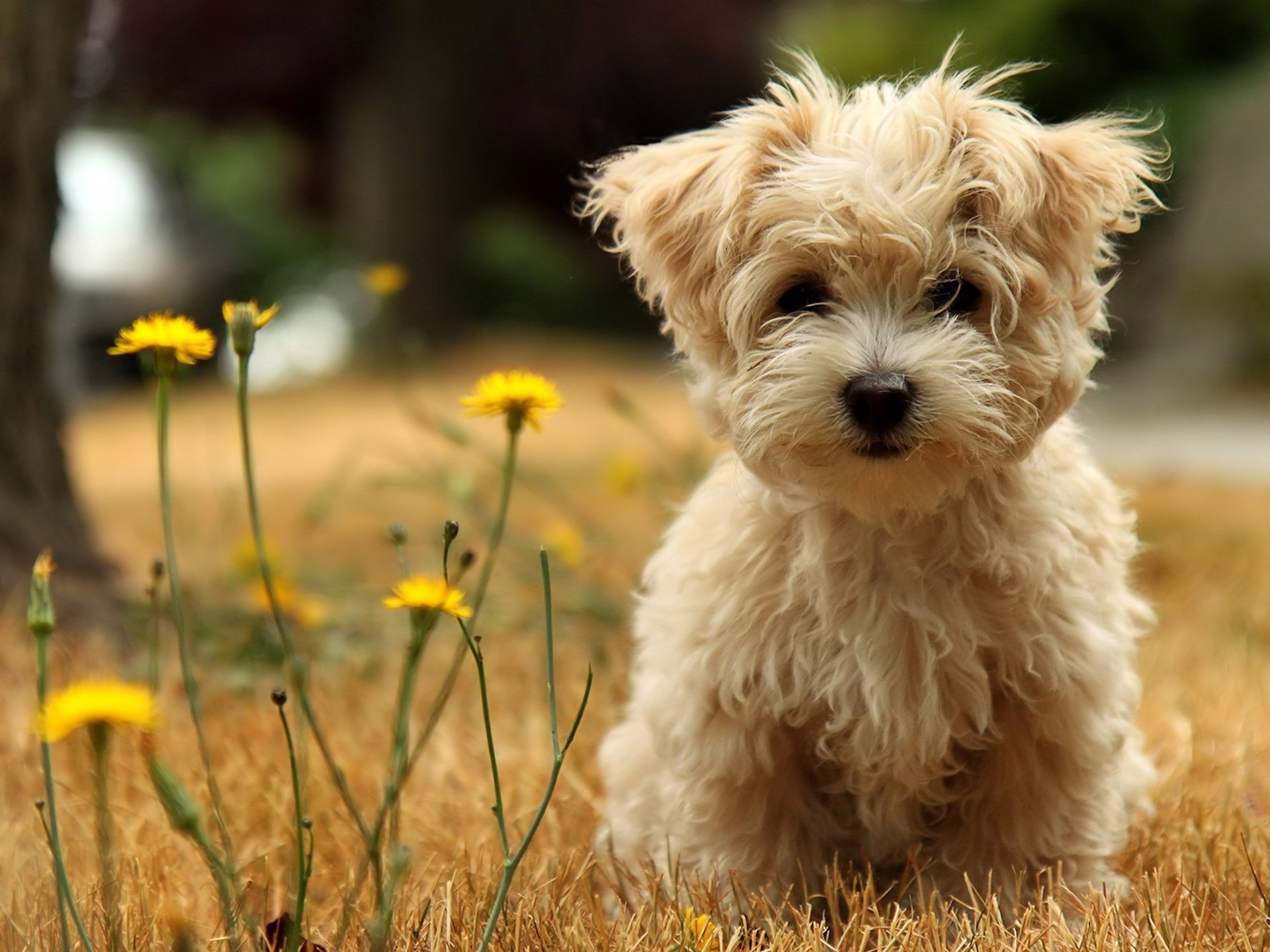 Best Dog background ID:308576 for High Resolution hd 1920x1440 PC