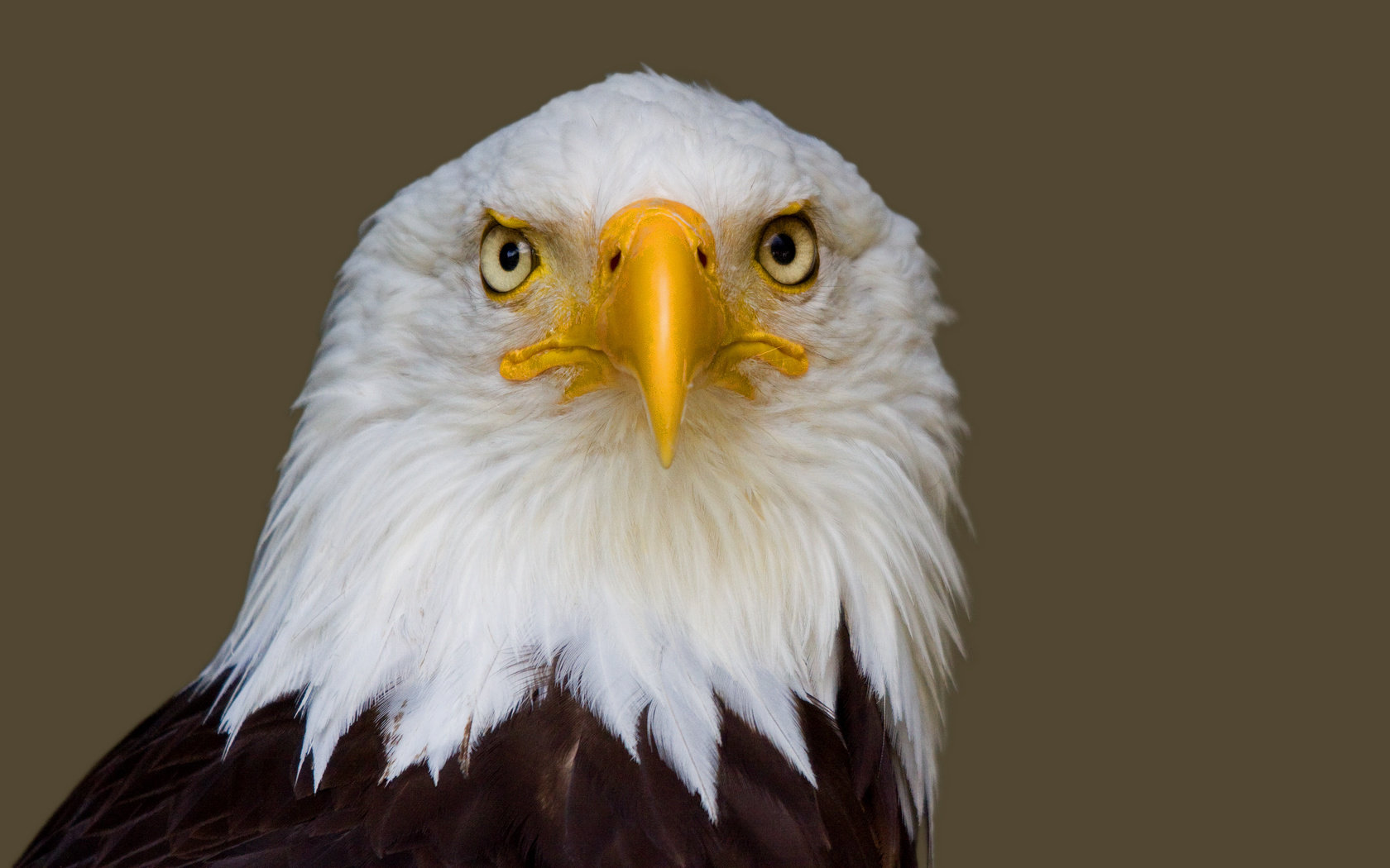 Best Eagle wallpaper ID:231217 for High Resolution hd 1680x1050 PC