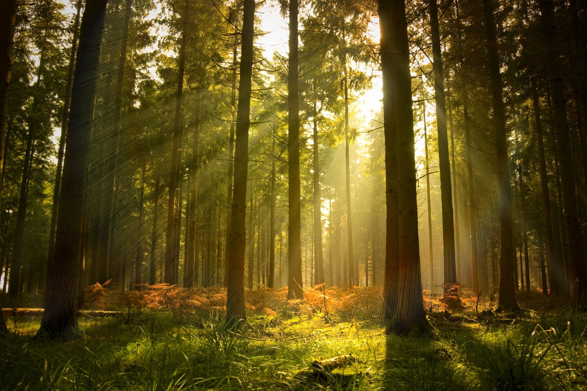 Free download Forest background ID:348350 hd 1920x1280 for PC
