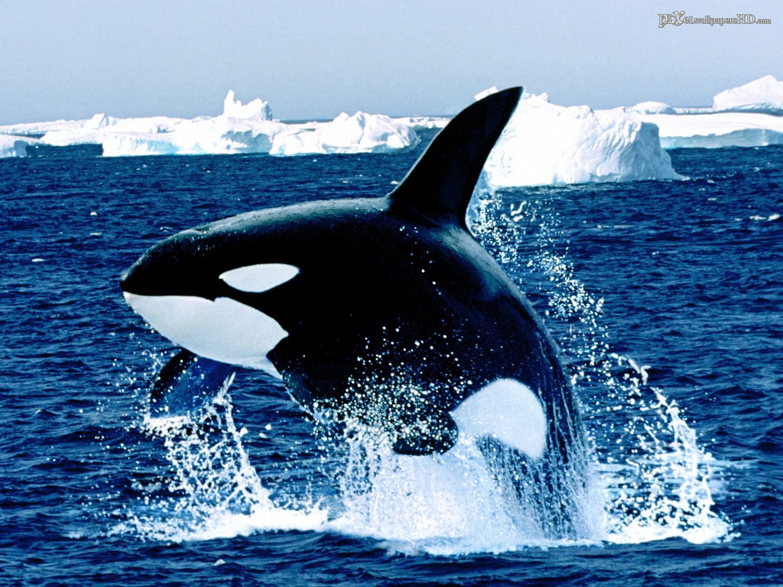 Download hd 1600x1200 Killer Whale desktop wallpaper ID:463268 for free