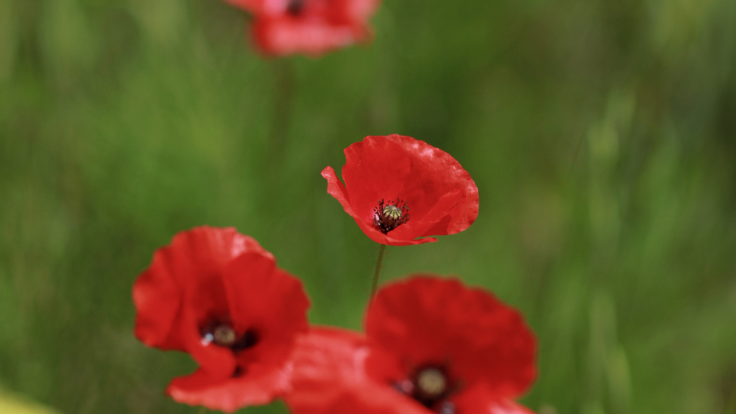 Awesome Poppy free background ID:99824 for hd 2560x1440 computer