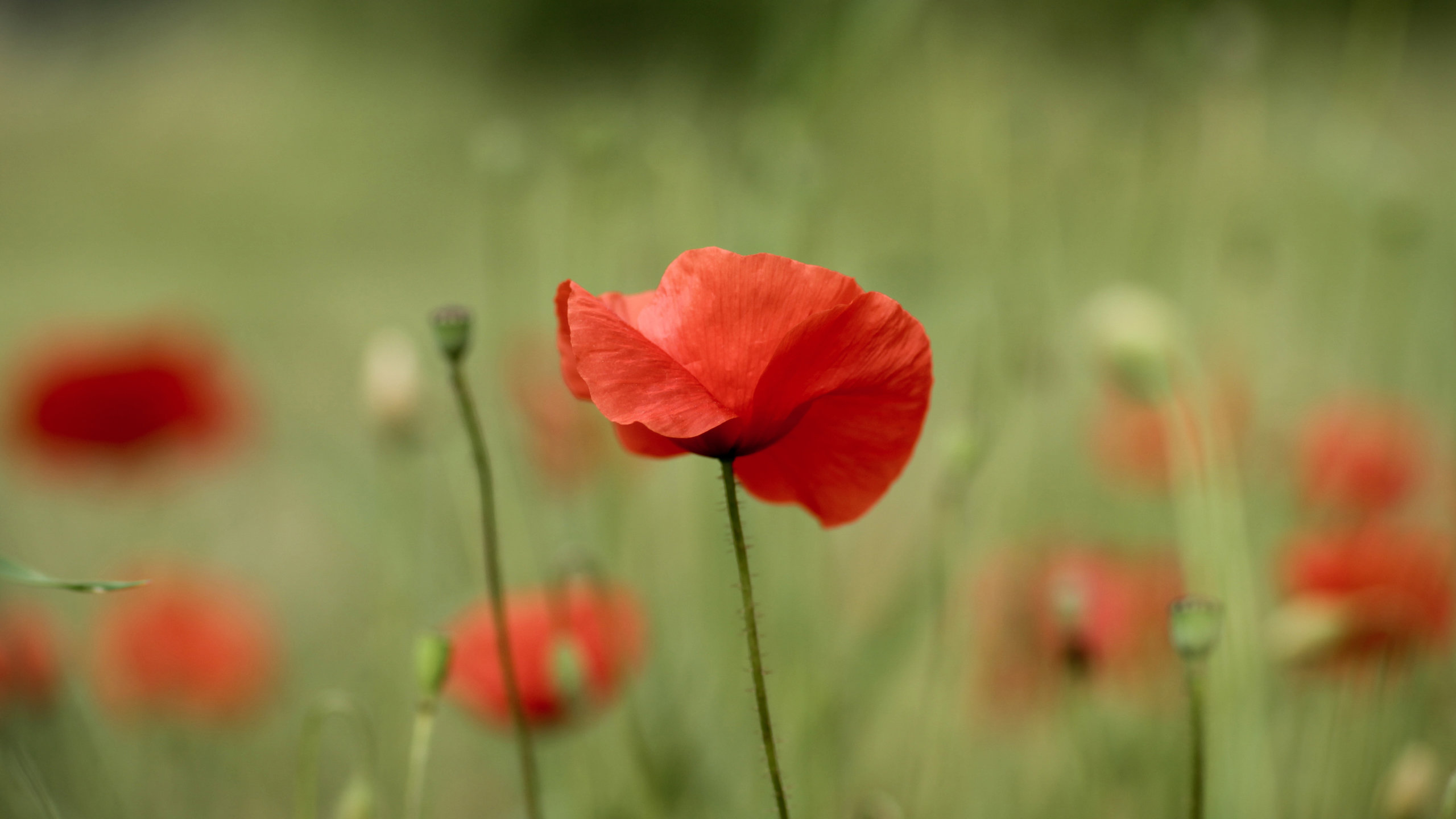 Awesome Poppy free wallpaper ID:99737 for hd 2560x1440 computer