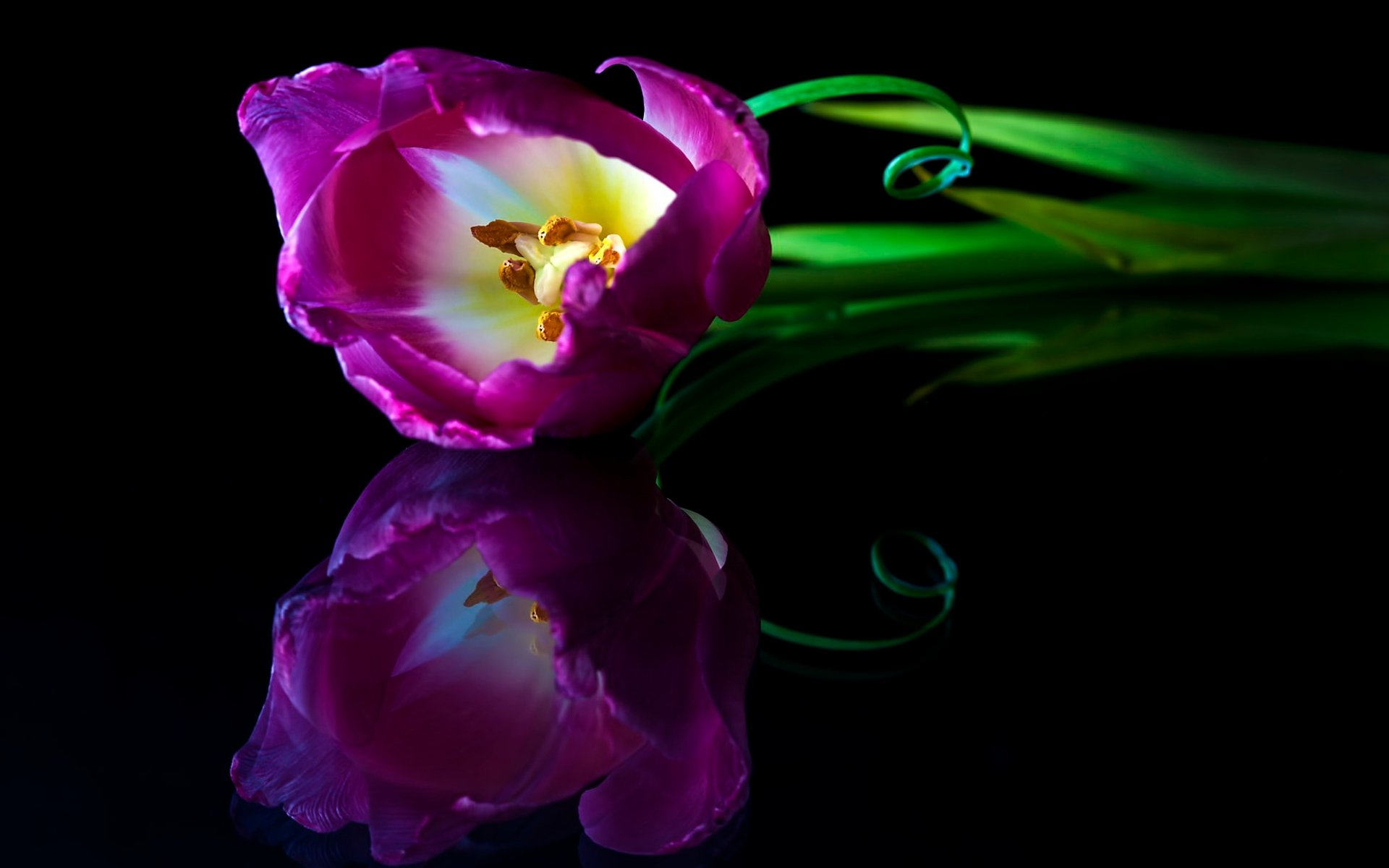 Awesome Tulip free background ID:157503 for hd 1920x1200 desktop
