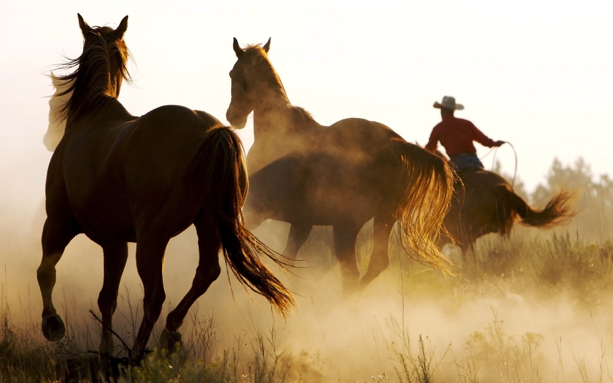 Download hd 2560x1600 Cowboy PC background ID:30017 for free